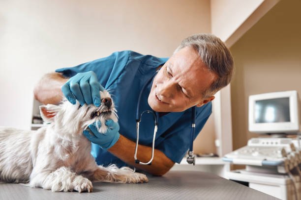 Best After-Hours Emergency Dentist in Lake Tapps, WA